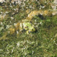 Marsh Frog
